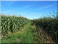 Maize along path to Budworth