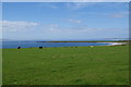 Coastal grazing on Rapness