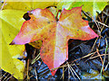 J4078 : Autumn leaves, Glenlyon, Holywood (1) by Albert Bridge
