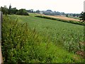 Farmland, Lillesdon