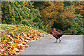 Pheasant (Phasianus colchicus), Thriepley, near Auchterhouse