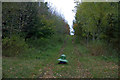 Pheasant feeder in woodland near Lundie