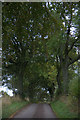 Trees along a lane near Pitermo, Lundie