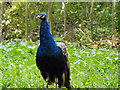 Peacock on Church Lands Trust field