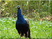 TM3569 : Peacock on Church Lands Trust field by Geographer