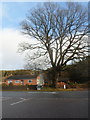 SO6515 : Dominant tree at a road junction in Cinderford by Jaggery