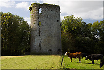 W8299 : Castles of Munster: Carrigabrick, Cork (3) by Mike Searle