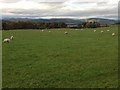 Sheep grazing near Braefindon Farm