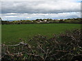 Across fields towards Bryn Bach