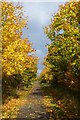SE6140 : Autumn colours by DS Pugh