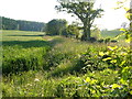 Farmland, Salston