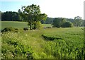 Farmland, Salston