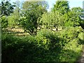 Orchard near Coombelake