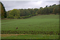 NO2750 : Field at Shanzie, near Alyth by Mike Pennington