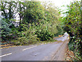 Fallen tree, Balcombe Road, Crawley