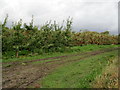 Orchard near Guilton Farm