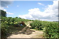 Footpath through an orchard