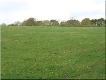 SP5770 : Farmland near Kilsby by David Purchase
