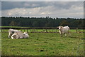 Cattle grazing by The Laurels