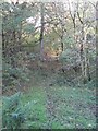 Woodland Path on Cathkin Braes