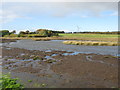 Cathkin Marsh Wildlife Reserve