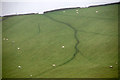 Sheep trails in a field east of Barry Hill, near Alyth