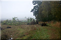 Trees cleared from the edge of a field at Buchal, near Alyth