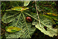 Fallen conker, Davie Park, Rattray