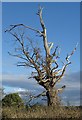 Tree by lane on Bolsover Moor