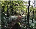 Autumn in The Terrace woods