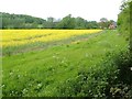 Oilseed rape, Martins