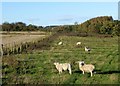 Sheep in pasture above Shipley Burn