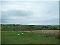 Grazing land between the A2 and the Carey River