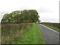 Copse of Trees beside a Minor Road