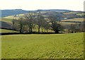 Trees at Woodhouse Cross