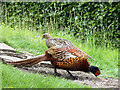 SD9771 : A brace of pheasant by Stephen Craven