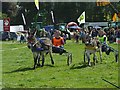 SJ0309 : Donkey derby at Llanfair Show by Penny Mayes
