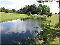 Horses by the River Misbourne