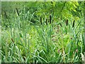 Bulrushes at Oteley