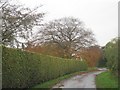 Beech tree at East Bursea Farm