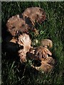 Fungi, Scabs Island