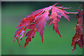 Autumnal Acer leaf, Ness Botanic Gardens