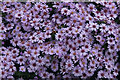 Michaelmas Daisies, Ness Botanic Gardens