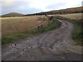 Farm road to Westerside Farm