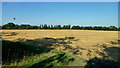 Harvested cereal crop