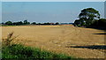 Harvested cereal crop