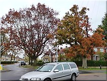 TL2412 : Autumn colour at a Welwyn Garden City roundabout by Christine Johnstone