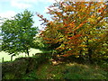 Autumn colours by the Gloucestershire Way, Boughspring