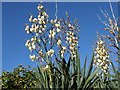 Yucca, Shiphay