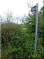 Overgrown hedge at a stile